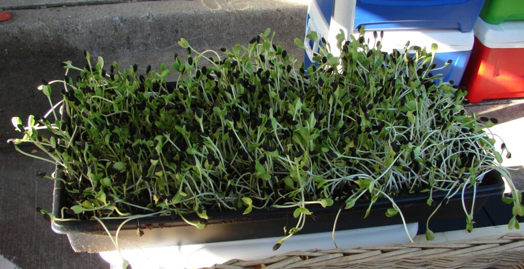 Organically grown sprouts at a local farmers market.